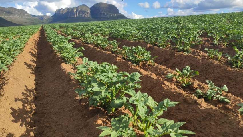 Pivôs de irrigação e lavoura de batatas no Agropolo Mucugê-Ibicoara